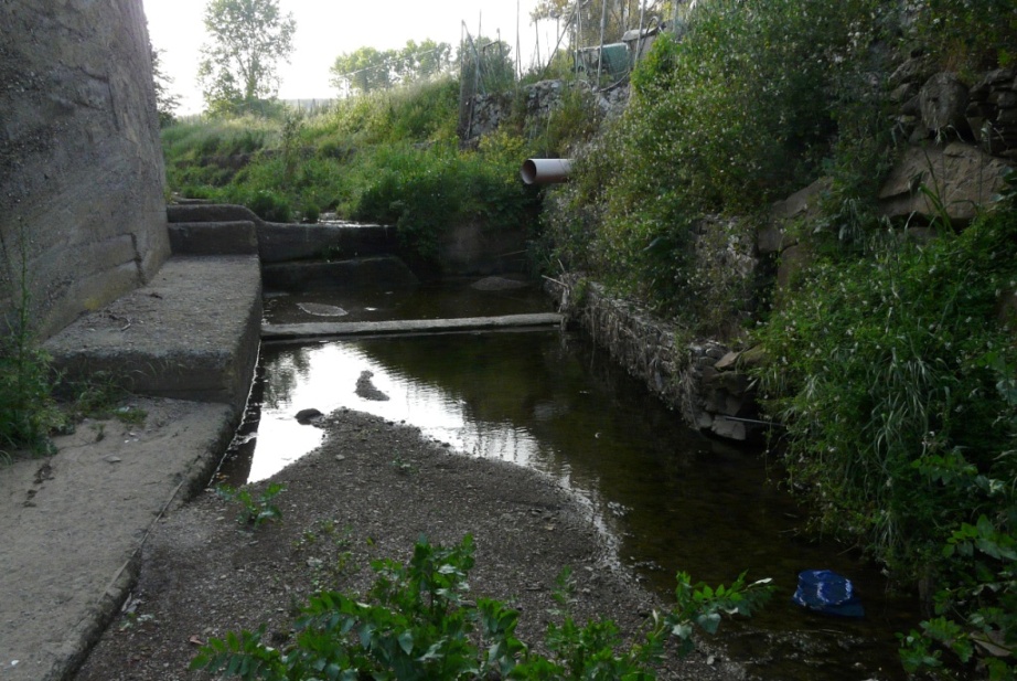 Rio Salivoli (Piombino) - rospi smeraldini in citt!